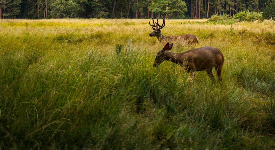 Hjorte i et grønt naturlandskab